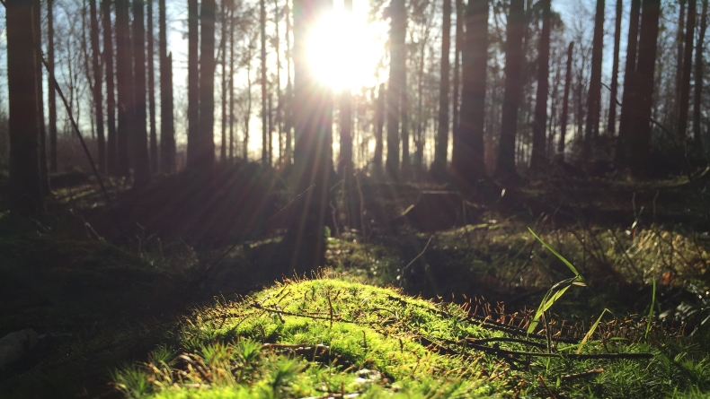 Foto: Danmarks Frie Forskningsfond