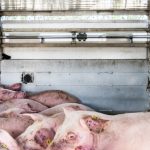 EU kulegraver dyretransporter i og ud af EU
